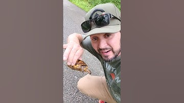 #shorts Baby Turtle won