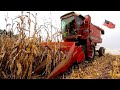 Harvesting corn on a small dairy farm with a 1460 international combine  2023 harvest season
