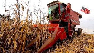 Harvesting Corn on a Small Dairy Farm With a 1460 International Combine!  2023 Harvest Season!