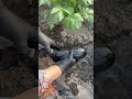 Поливаю картошку