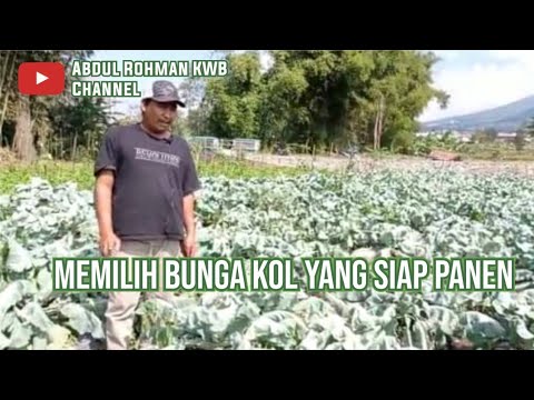 Video: Bagaimana Memberi Makan Kembang Kol? Untuk Mengikat Kepala (pembentukan Kepala) Dan Untuk Pertumbuhan, Berpakaian Teratas Di Ladang Terbuka Dan Di Rumah Hijau, Pada Bulan Jun, Jula