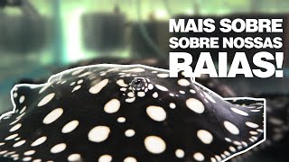 Mais sobre nossas raias - [CRIATÓRIO, SISTEMA DE RASTREAMENTO E ALIMENTAÇÃO COM RAÇÕES JBL!]