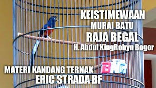 Tembakan Murai Batu RAJA BEGAL Isian Kasar Panjang Mewah - H. Abdul KingRobyn Bogor - ERIC STRADA BF