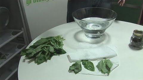 How To Dry And Store Basil