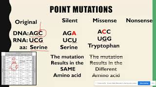 Substitution & Frameshift Mutations AP Biology Topic 6.7