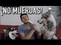 Cómo entrenar a mi perro para que NO muerda - MartGon