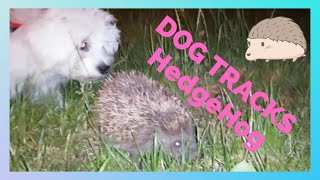 Maltese Dog Tracking skills - Hedgehog Tracking by Halus The Maltese 165 views 3 years ago 2 minutes, 15 seconds