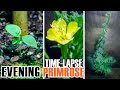 Growing Evening Primrose From Seed To Flower (116 Days Time Lapse)