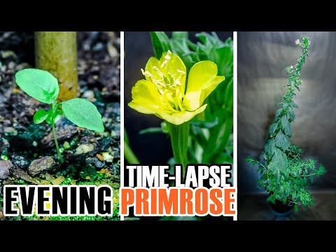 ვიდეო: როგორ გავზარდოთ ყვითელი საღამოს პრაიმროსის მცენარეები