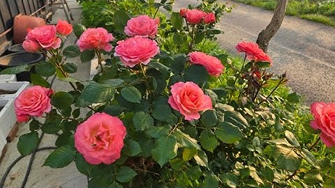 홍단이TV#군포#반월호수#시원해요#===🌸🌸🌸