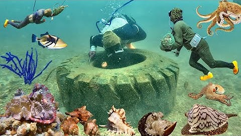 Độ Sâu 20 Mét Phát Hiện Con Cá Ngựa Siêu To, Cá Bò Giáp, Bạch Tuộc, Ốc Sắc… | Cảnh 86