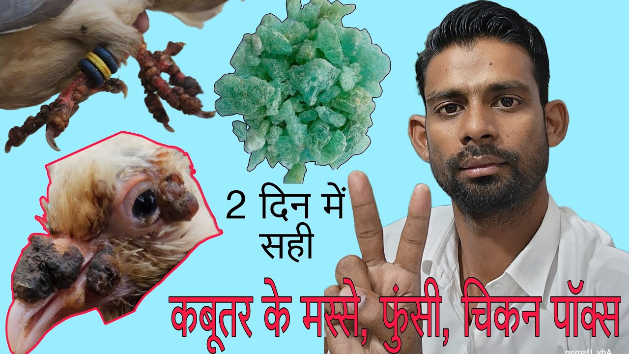 कबूतर और पक्षियों में Pox का इलाज। Pigeon pox treatment. कबूतर के फुंसी दानों पॉक्स का इलाज।