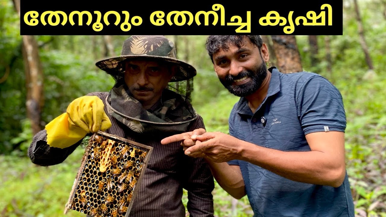 തേനീച്ച കൃഷി അറിയേണ്ടതല്ലാം | Bee colony split | Bee Keeping Malayalam IBee keeping techniques |