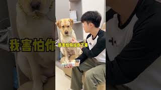 dog funny video ? funny dog animals  comedyvideos viral funnyshorts pet funnyrels trending