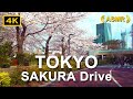 ASMR Tokyo Drive 4K Cherry Blossoms 東京桜ドライブ4K 青山 六本木周辺 桜並木 青山霊園 東京ミッドタウン 六本木ヒルズ 六本木アークヒルズ 駕車之旅 开车视频 