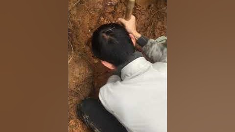 Đi đào củ mài tưởng bé mà to không tưởng vui qua ae ah các bạn đăng ký kênh để xem tiếp phần sau nhe