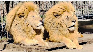 Как два белых льва помогли рыжему льву стать ВОЖАКОМ ВСЕХ ПРАЙДОВ!
