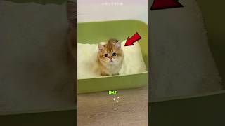 Naughty Cat Sleeps During Training😍❤️