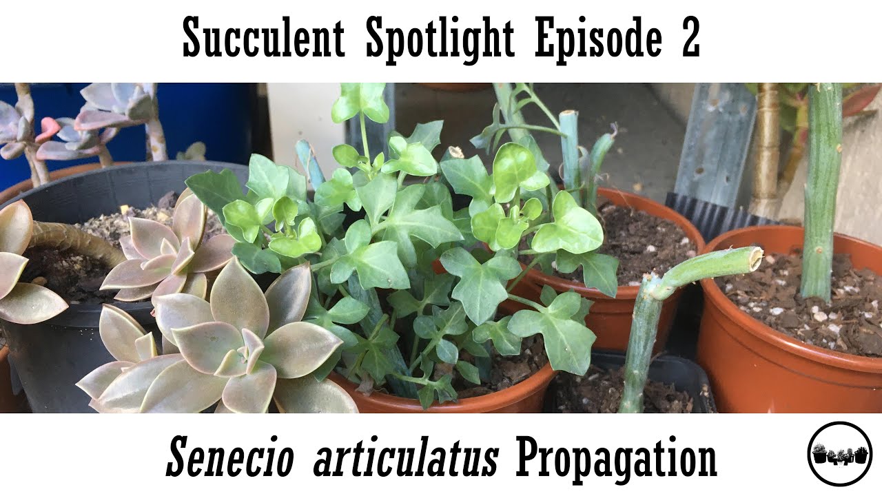 Succulent Spotlight Episode 2: Propagation Senecio articulatus with results
