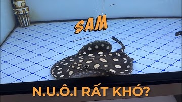 C.Á SAM nuôi có khó như mọi người vẫn đồn đoán ? Tìm hiểu thực hư trong video này