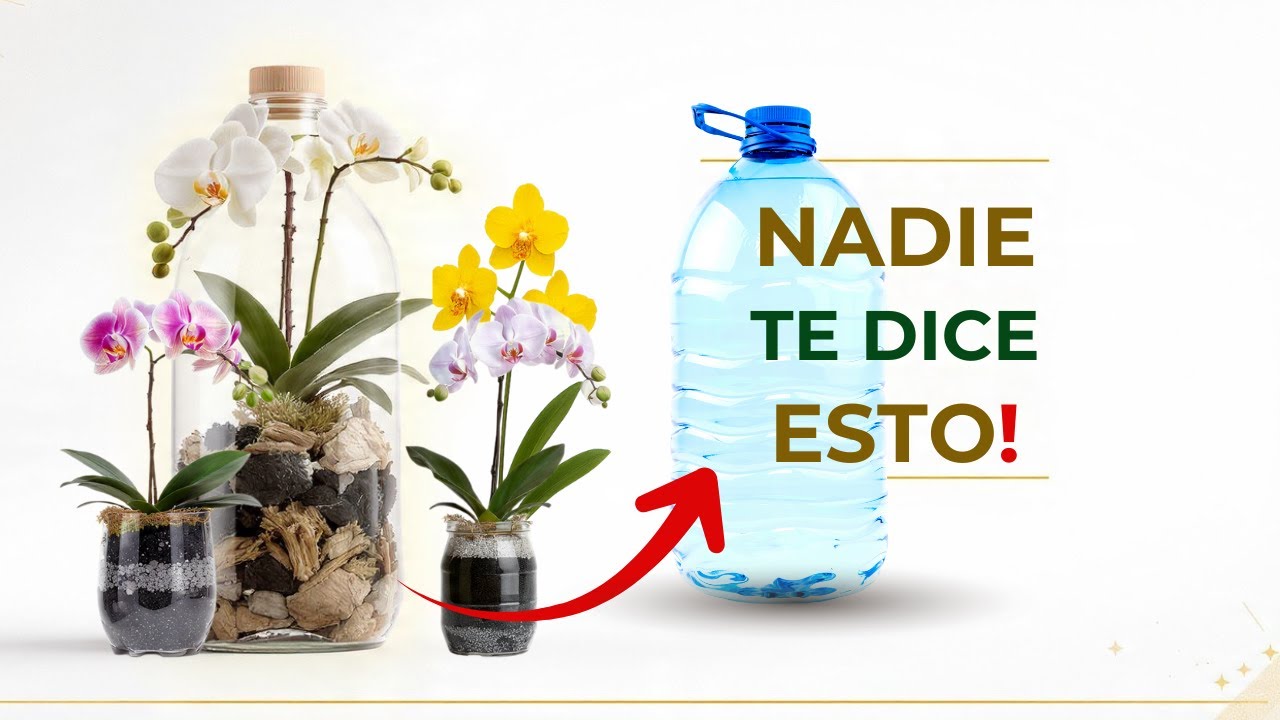 NADIE TE DICE ESTO sobre PLANTAR ORQUÍDEAS...por eso se PUDREN!