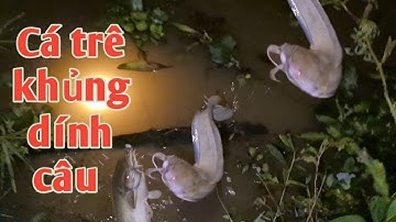 Cá trê khủng dính câu kéo cần quá đã -The giant catfish is too hooked on the fishing rod