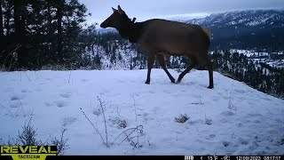 Collared Cow Elk And A Buck In The Snow | Cellular Trail Camera Video