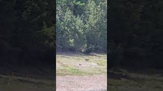 sauer 100 6.5 cm, 130 eldm h4350 @ 595 yards.  9' target