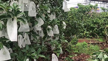 Mô hình túi bọc trái cây sạch