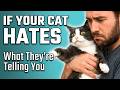 If Your Cat Hates Being Held, They’re Trying to Tell You This…