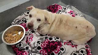 acs A690095