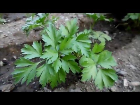 Video: Cosecha de perejil fresco: cómo, cuándo y dónde cortar las plantas de perejil
