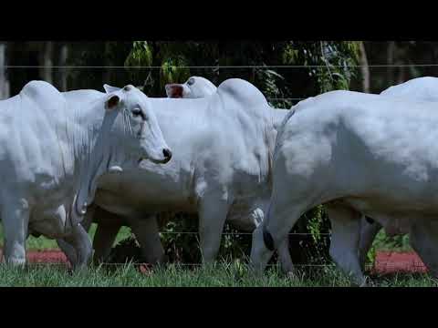 LOTE 19 FVC 12592 12614 12630 12835 12928