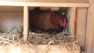 Hen lays first egg 18 weeks! The hens celebrate with an egg song!