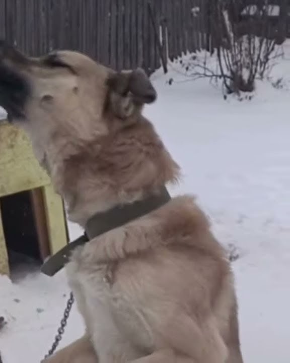 Деревенская собака Бакс Country Dog Bucks - YouTube