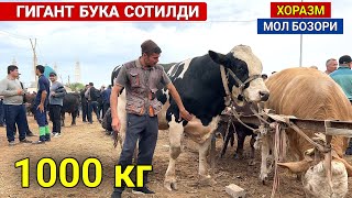 ХОРАЗМ МОЛ БОЗОРИ 1000 кг ГИГАНТ БУКА СОТИЛДИ 8-МАЙ 2024 САВДО ЗУ́Р БУ́ЛДИ БУГУН ХОРАЗМ БОЗОР