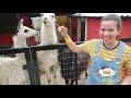 Animales de la granja reales para niños de preescolar Rancho Mágico lugares para visitar con niños