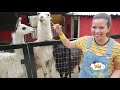 Animales De La Granja Reales Para Niños De Preescolar Rancho Mágico Lugares Para Visitar Con Niños