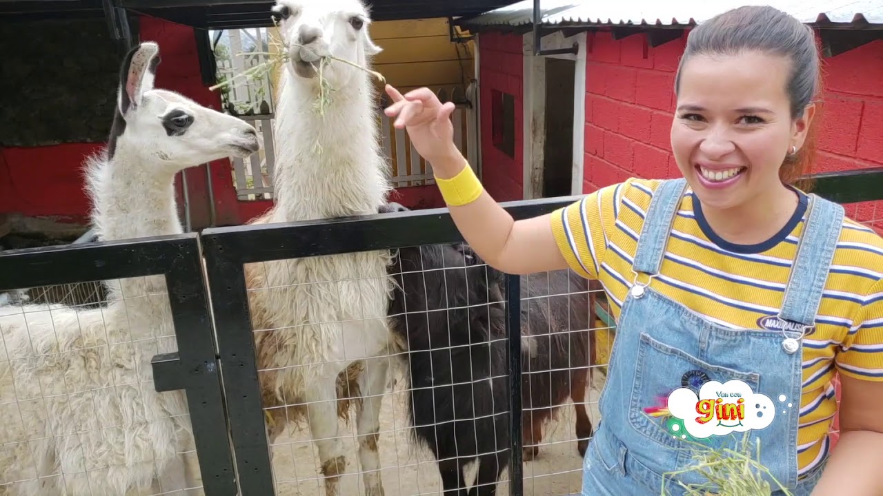 Download Animales de la granja reales para niños de preescolar Rancho Mágico lugares para visitar con niños