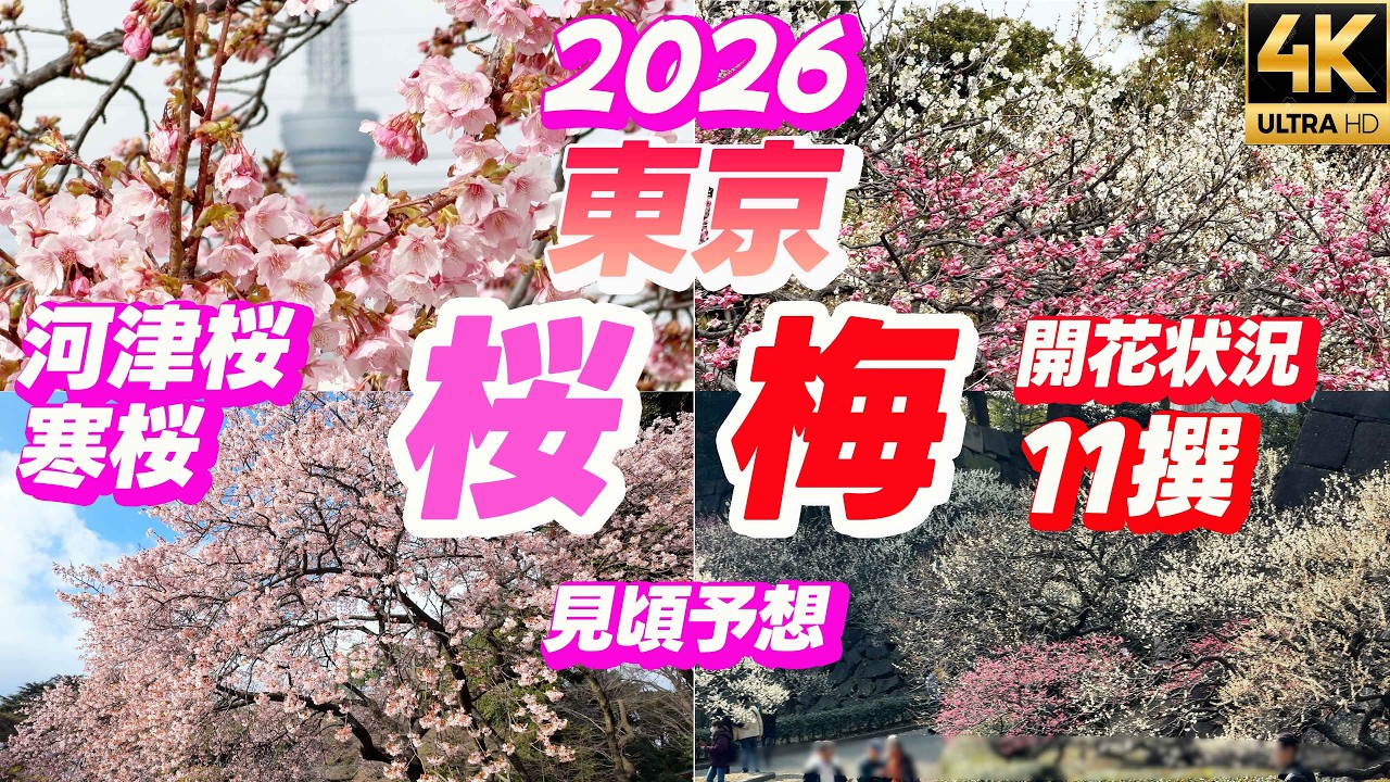 【2026年最新】東京の梅・河津桜・寒桜 名所11選🌸開花状況・見頃予想まとめ🌸新宿御苑 旧中川 羽根木公園 皇居東御苑 亀戸天神