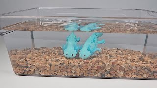Zuru Pets Alive Swimming Axolotls 
