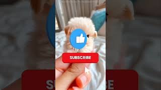 ➡️ Click Video watch till the end 😱 🪄 ❓miniwodtoy-woodworking arts/killswwood/ #shorts#viral