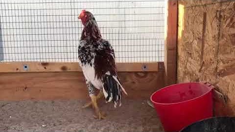 Miniature qaib thai spangle stag