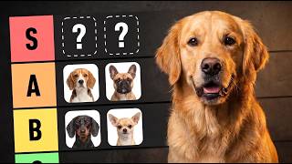 10 Dog Breeds Ranked: Best to Worst for First-Time Owners