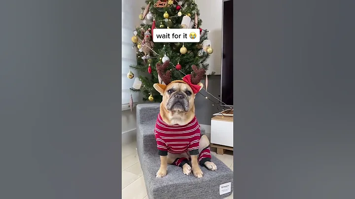 My Dog Sings Better Than Mariah Carey!