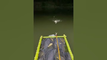 Ultimate Fishing Guide: Tips and Tricks for Every Angler