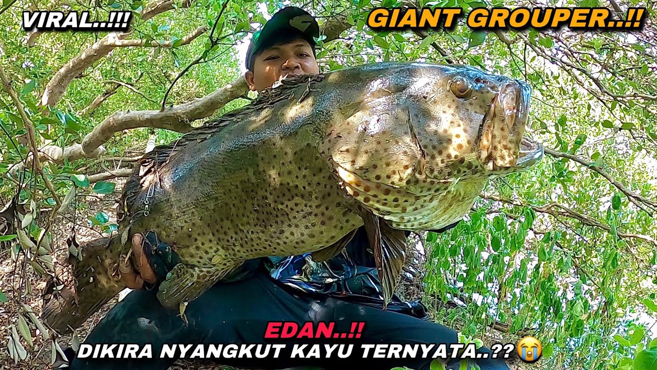 Viral..! Mancing kakap putih malah di sambar kerapu monster sampai kuwalahan