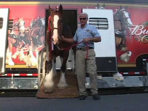 Budweiser Clydesdales in Amherst, MA 2009