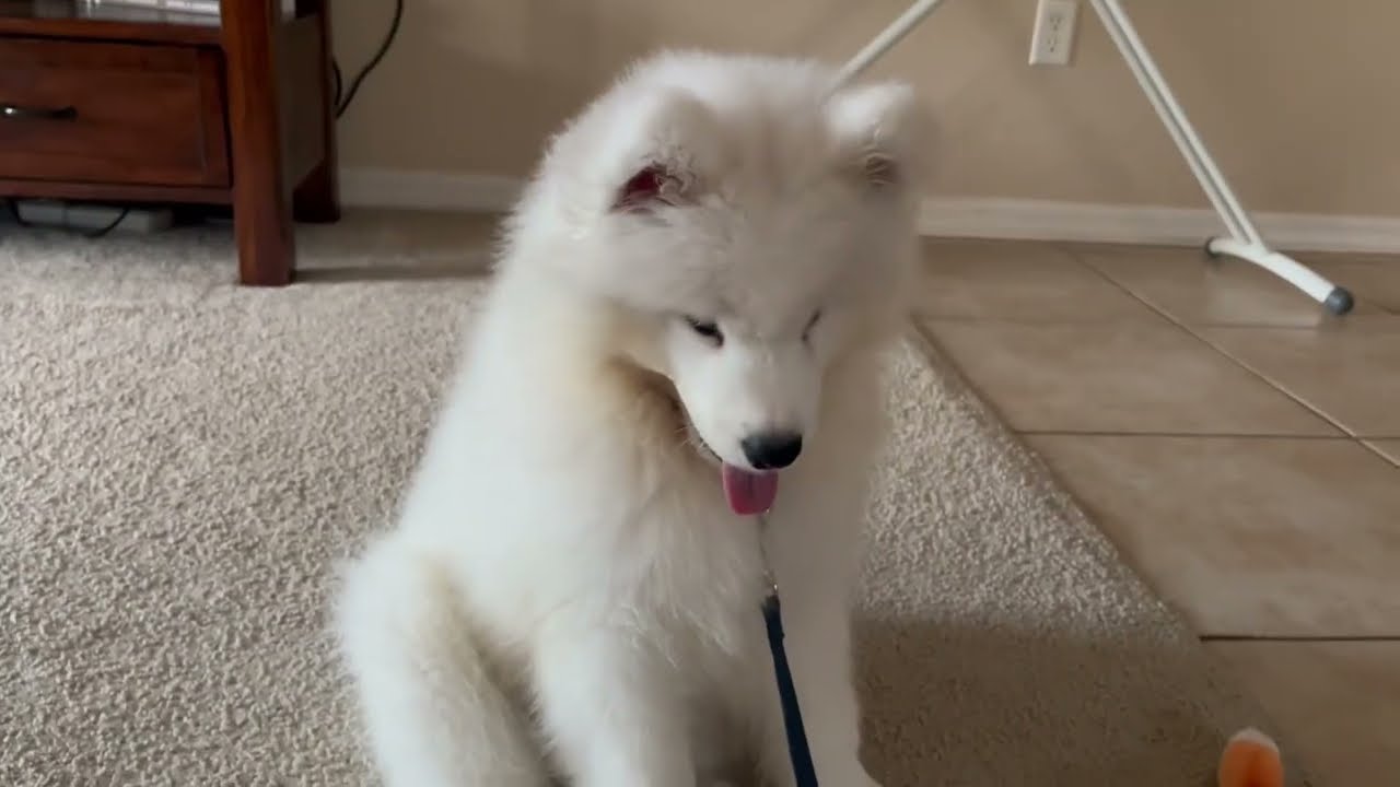 12 Week Old Samoyed early morning playtime trying not to wake the family #samoyed #cutedog