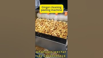 Ginger Cleaning and Peeling Machine for Wholesale Suppliers | High-Efficiency Factory Equipment